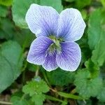 Viola × melissifolia Flower