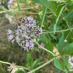 Eupatorium cannabinumBlodyn