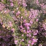 Erica australis फूल