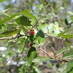 Ilex vomitoria Fruit