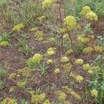 Peucedanum alsaticum Habit