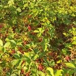 Rubus polonicus Leaf