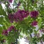 Robinia hispida 花