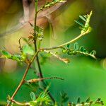 Phyllanthus urinaria 果實