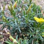 Cistus calycinus Feuille