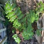 Caesalpinia bonduc برگ