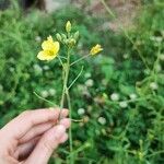 Diplotaxis tenuifoliaFlower