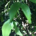 Agathis australis Лист