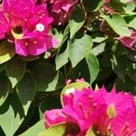 Bougainvillea spectabilisFlower