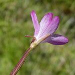 Epilobium alsinifolium 花
