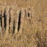 Hoodia gordonii Bark