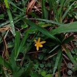 Curculigo orchioides Flower