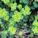 Chrysosplenium alternifoliumഇല