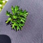 Anemone baldensis Likasa