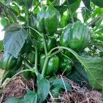 Capsicum chinenseFrugt