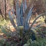 Agave americana Листок