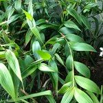 Sobralia macrantha cv. 'Alba' Habitus