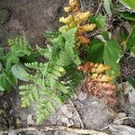 Dryopteris cristata Blatt