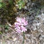 Allium lusitanicum ফুল