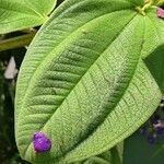 Tibouchina heteromalla Yaprak