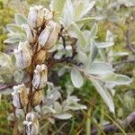 Salix lapponum Fleur