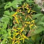 Senecio ovatusFlower