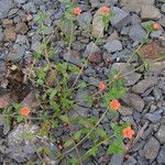 Lysimachia arvensis Habit