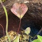 Utricularia humboldtii Leaf