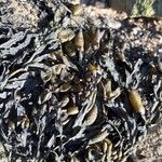 Zostera marina Folha