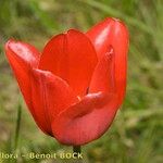 Tulipa planifolia Floare