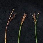 Blysmus compressus Libunga