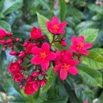 Jatropha integerrima Květ