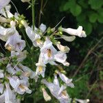 Penstemon laxiflorus Flower