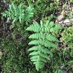 Dryopteris cristata List