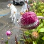 Clematis viorna Flor