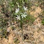 Ornithogalum narbonense Flower