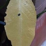 Brugmansia versicolor Blad