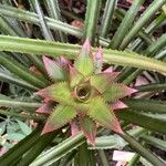 Ananas comosus Blad