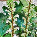 Acanthus spinosus Flor