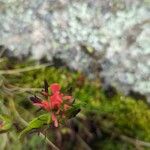 Castilleja nubigena Цветок
