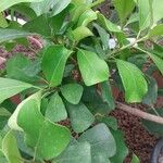 Ficus craterostoma Hoja