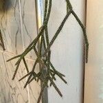 Rhipsalis pilocarpa葉