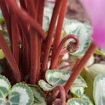 Cyclamen persicum Kabuk