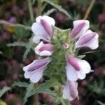 Bellardia trixago Λουλούδι