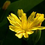 Lapsana communis 花