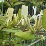 Lonicera japonica Blomma