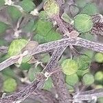 Corokia cotoneaster পাতা