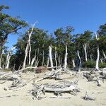 Nothofagus pumilio Hàbitat