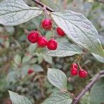 Cotoneaster bullatus 果實