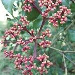 Leea guineensis Flower